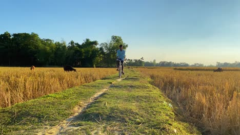 Village-boy-ride-bicycle-on-rural-road-surrounded-by-paddy-rice,-front-view