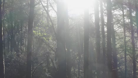 Ziehen-Sie-Sich-Durch-Die-Bäume-Eines-Küstenwaldes-Von-Oregon-Zurück