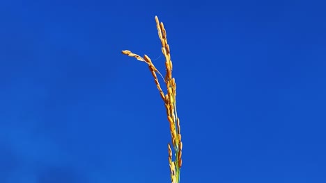 Einzelne-Reispflanze-Stroh-Gegen-Tiefblauen-Himmel,-Statische-Ansicht