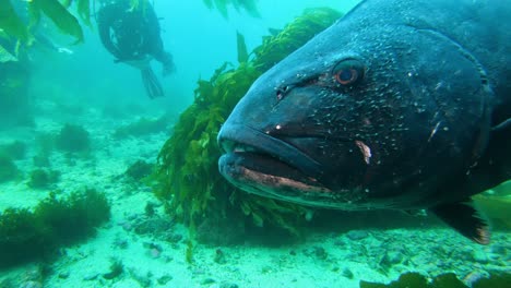 Giant-Black-Sea-Bass-passing-by-camera-amongst-the-giant-kelp-in-the-pure-ocean