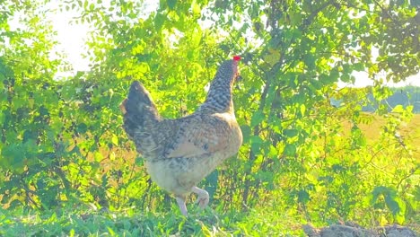Lonely-chicken-in-green-meadow-on-sunny-day,-close-up-view