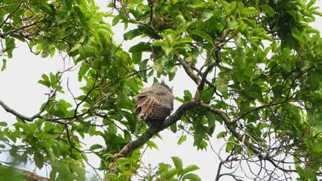 Very-windy-day-as-its-feathers-puff-with-the-wind-then-turns-around-to-look-behind-and-preens,-Spot-bellied-Eagle-owl-Bubo-nipalensis,-Kaeng-Krachan-National-Park,-Thailand