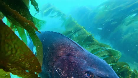 Giant-Black-Sea-Bass-living-amongst-the-giant-kelp-in-the-clean-ocean