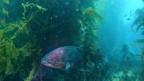 Giant-Black-Sea-Bass-amongst-the-giant-kelp-in-the-clean-ocean