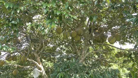 Dozens-of-Durian-fruit-on-a-Tree-in-Bali,-Indonesia