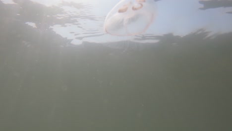 Vista-Submarina-En-Cámara-Lenta-De-Medusas-En-El-Mar