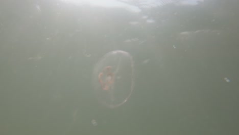 Vista-Submarina-En-Cámara-Lenta-De-Medusas-En-El-Mar-Báltico