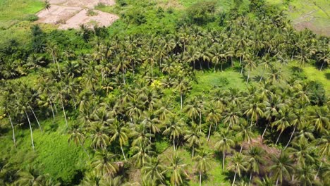Kokosnussplantage-In-Afrikanischer-Landschaft