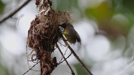 Ein-Einzelvogel-Kommt-Von-Der-Rückseite-Des-Nestes-Angeflogen-Und-Frisst-Dann,-Um-Nach-Oben-Zu-Fliegen,-Olive-backed-Sunbird-Cinnyris-Jugularis,-Thailand