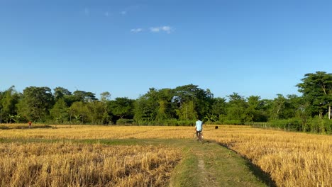 Young-village-boy-riding-bicycle-in-rural-path-through-paddy-fields,-back-view