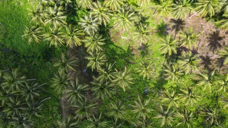 Aerial-top-down-view-of-palm-tree-forest