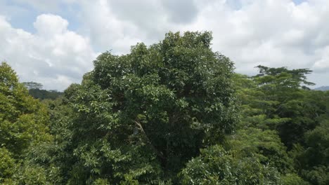 Ansicht-Des-Durianbaums-In-Bali