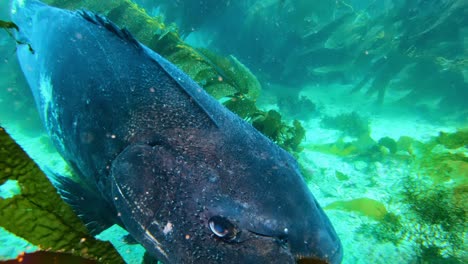 Giant-Black-Sea-Bass-in-his-habitat---the-giant-kelp-in-the-clean-ocean