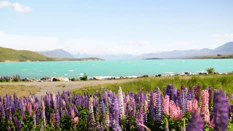 Pink-and-purple-lupins-blooming-on-Lake-Tekapo's-shore-on-a-sunny-spring-day
