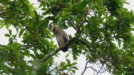Seen-moving-its-head-around-while-trying-to-focus-on-something-below,-Spot-bellied-Eagle-owl-Bubo-nipalensis,-Kaeng-Krachan-National-Park,-Thailand