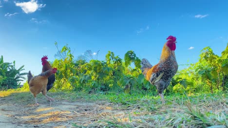 Pollo-Y-Gallos-Salvajes-En-Las-Tierras-De-Cultivo-De-Bangladesh,-Vista-De-Mano