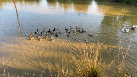 Flock-of-wild-ducks-swimming-in-muddy-pond-water-on-sunny-day