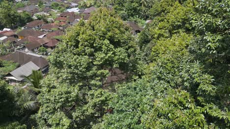 Dron-Vista-árbol-Durian-En-Indonesia