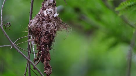 Ein-Nest,-Das-Sich-Mit-Dem-Wind-Bewegt,-Olive-backed-Sunbird-Cinnyris-Jugularis,-Thailand