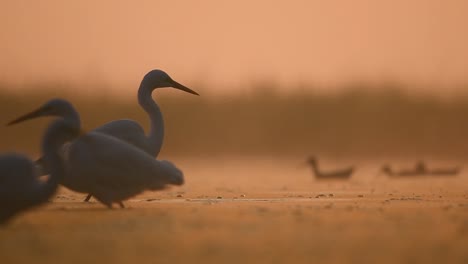 The-Flock-of-Great-Egrets-in-Backlit