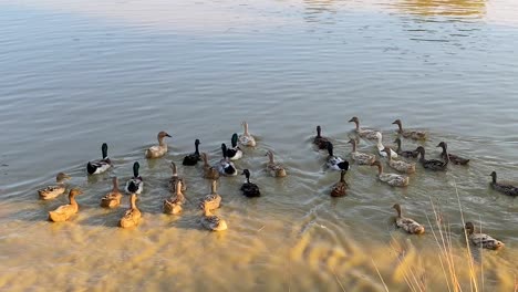 Ducks-swimming-in-muddy-water-on-sunny-day,-handheld-view