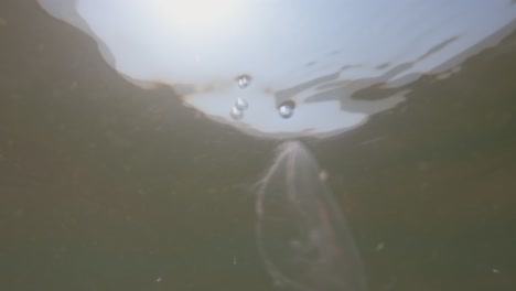 Vista-Submarina-En-Cámara-Lenta-De-Medusas-En-El-Mar-Báltico