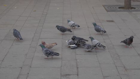Doves-Eating-Bread.-Pavement-Street