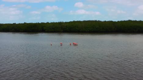 small-group-of-pink-flamingos-standing-in-shallow-water-in-Rio-Lagartos-Mexico,-aerial