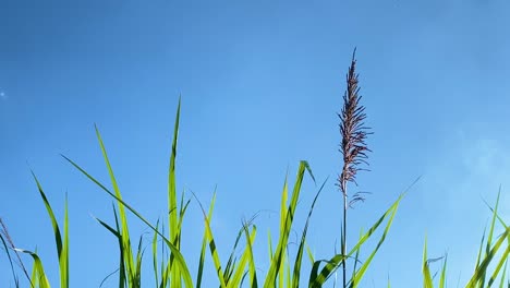 Tall-grass-stems-against-vibrant-blue-sky,-static-view