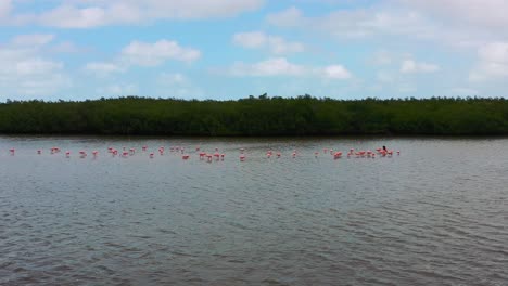 wide-aerial-landscape-of-pink-flamingos-swimming-along-coastal-waters-of-Rio-Lagartos-in-Mexico