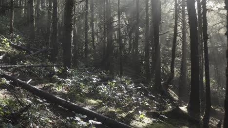 Eine-Drohne-Dringt-In-Die-Dunkelheit-Eines-Küstenwaldes-Von-Oregon-Vor