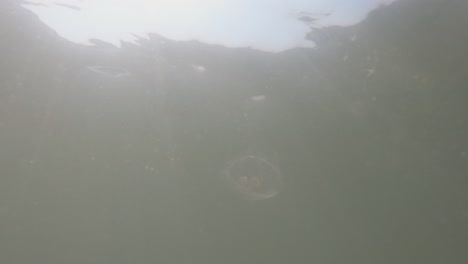 Vista-Submarina-En-Cámara-Lenta-De-Medusas-En-El-Mar