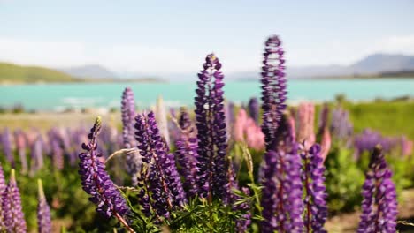 Altramuces-Púrpuras-En-La-Orilla-Del-Lago-Alpino-Turquesa-En-Nueva-Zelanda