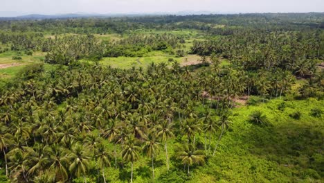 Flying-above-coconut-palm-tree-plantation-in-Adeiso,-Ghana