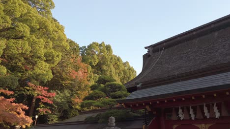 Japanese-shrine-roof-side-view-with-maple-tree-in-background