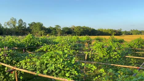 Cultivo-De-Plantas-De-Frijol-En-La-Granja-Local-De-Bangladesh,-Vista-En-Movimiento