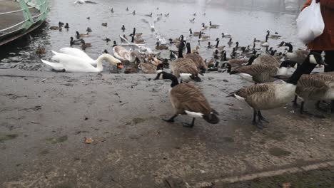 Female-in-misty-autumn-park-surrounded-by-wild-geese-feeding-birds-beside-city-park-lake