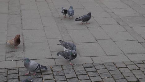 Doves-Looking-For-Food.-Pavement-Street