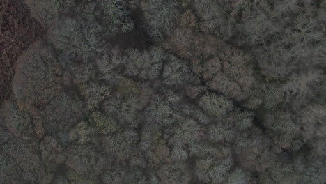 Drone-shot-of-english-countryside-woodland-and-forest-with-trees