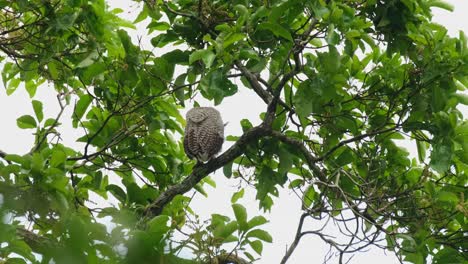 Seen-from-its-back-perched-on-a-branch-as-it-looks-like-it-wants-to-turn-around,-Spot-bellied-Eagle-owl-Bubo-nipalensis,-Kaeng-Krachan-National-Park,-Thailand