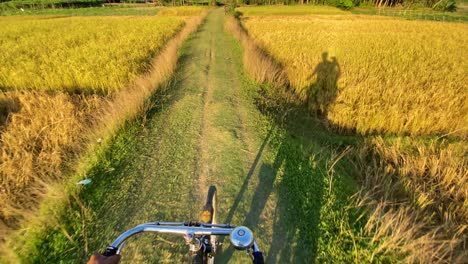 Cycling-in-rural-path-through-paddy-fields-with-standing-cow,-POV-ride