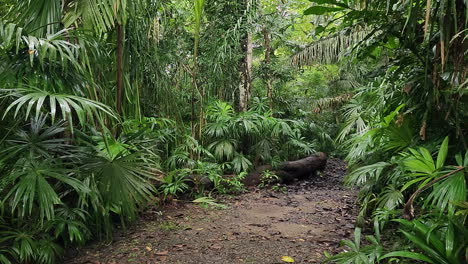 Traveler's-POV-Walking-Forward-Throw-Rainforest-Jungles-on-Dirt-Path-after-Rain-When-Suddenly-Wild-Animal-Running-Across-Walkway