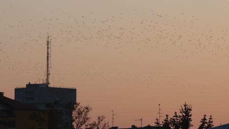 Abends-Fliegt-Ein-Riesiger-Vogelschwarm