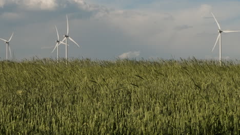 Wind-generator-farm-above-windblown-stalks-in-fields-of-Gori,-Georgia