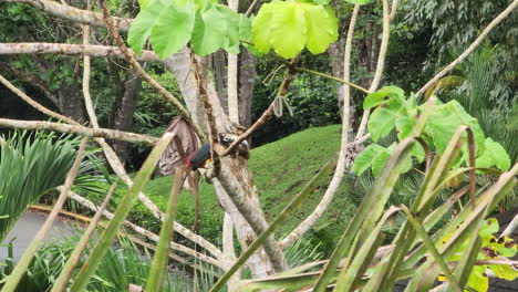 Wilder-Aracari-tukan,-Der-Auf-Einem-Baumzweig-Im-Gamboa-Rainforest-Resort-In-Panama-Thront