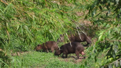 Mutter-Capybara-Weidet-Auf-Der-Wiese,-Während-Ihre-Beiden-Jungen-Welpen-Zu-Ihr-In-Die-Grüne-Oase-Kommen