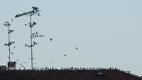 Flock-of-birds-passing-by.--Hundreds-of-birds