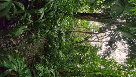Vertical-phone-video,-outdoor-hiking-path-in-lush-green-tropical-forest