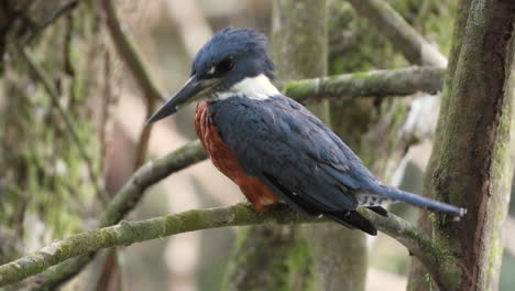 Ringed-kingfisher-sitting-on-a-branch-of-a-tree-in-a-beautiful-forest