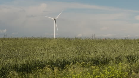 Wind-turbine-generator-rotating-in-summer-wind-above-windblown-field
